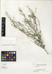 Herbarium Sheet of 